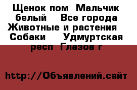 Щенок пом. Мальчик белый  - Все города Животные и растения » Собаки   . Удмуртская респ.,Глазов г.